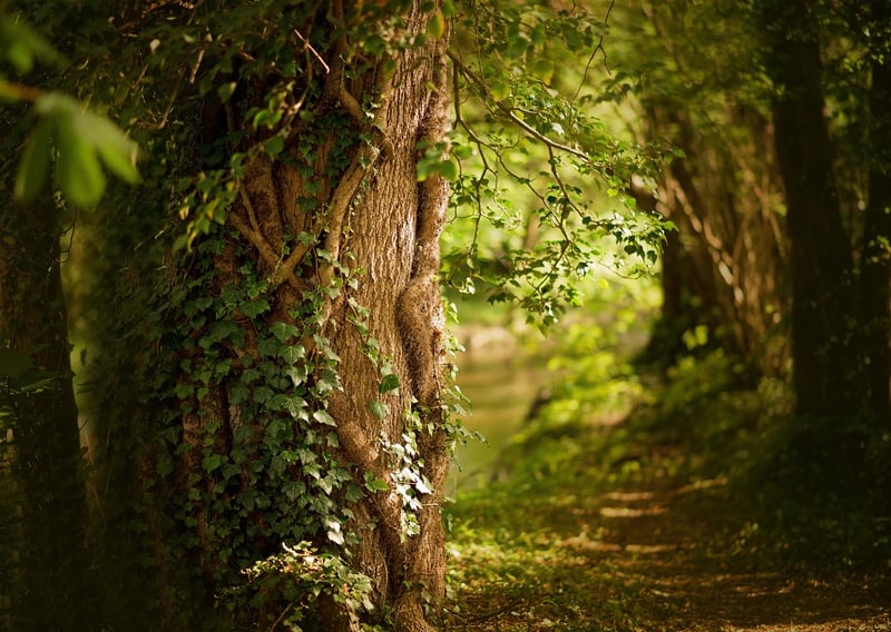 Nature Inspiration
